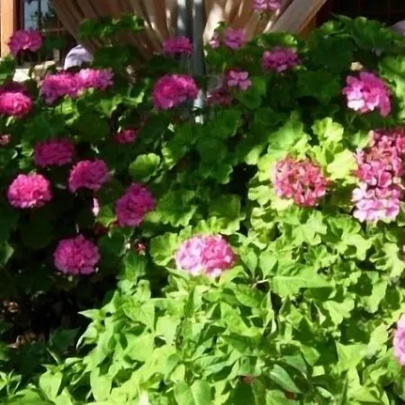 Galaxy Argostoli (Kefalonia)