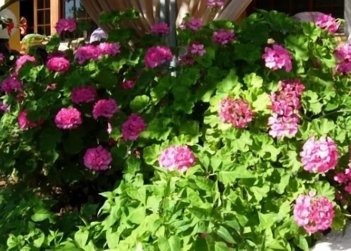 Galaxy Аргостолион